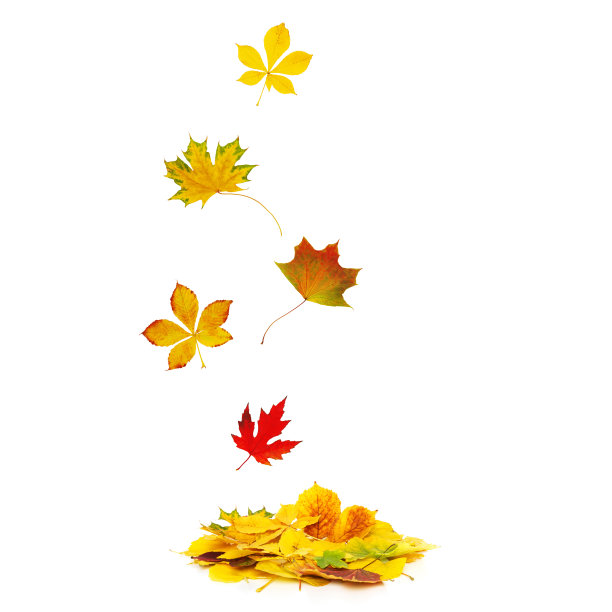 秋叶落在一堆秋叶上，孤立在白色的背景上。图片下载