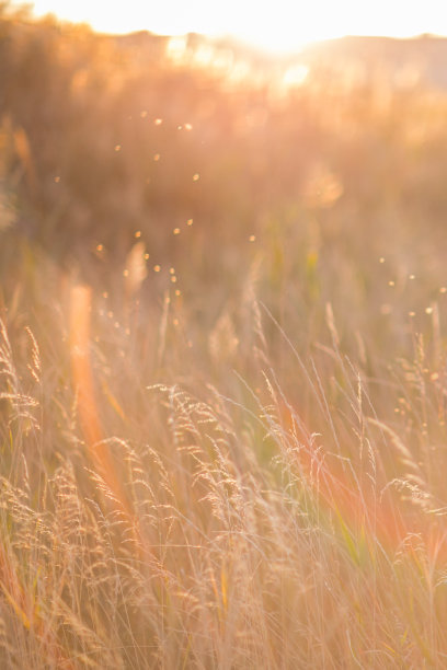 草地上的阳光照片，柔软的墙纸图片下载