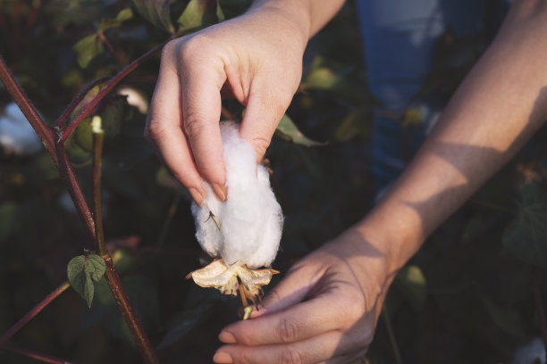 在田里收割棉花的人图片下载