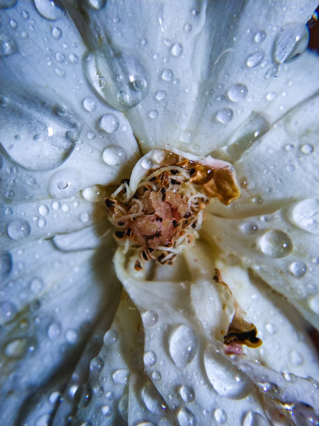 玫瑰上的水滴图片下载