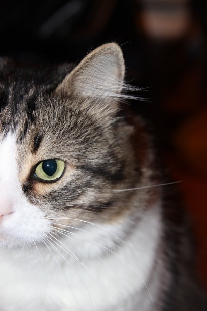 半张猫脸的肖像图片下载