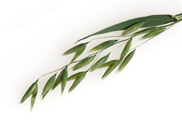 燕麦，亚麻籽燕麦，谷类，谷物图片下载