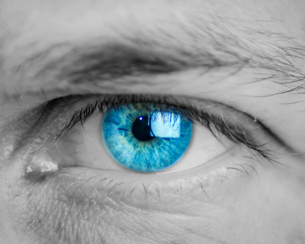 蓝眼睛黑色和白色。图片下载