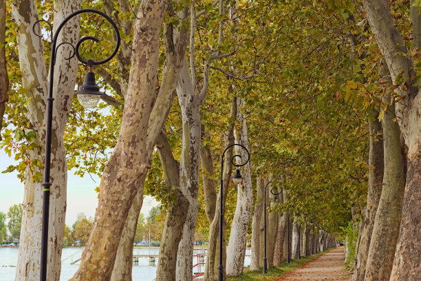 令人惊叹的秋天风景照片美丽的梧桐树小巷在日落。著名的旅游胜地、浪漫的旅游目的地。Balaton湖，Balatonfoldvar，匈牙利图片下载