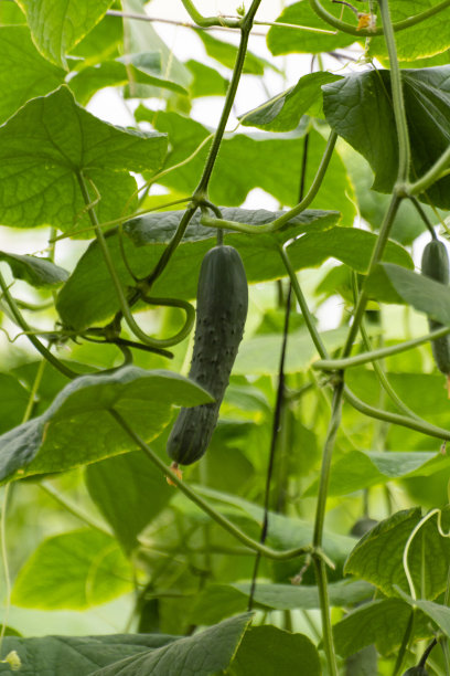 在温室中生长的深绿色西班牙黄瓜，准备收获图片下载