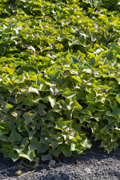 西班牙安达卢西亚的红薯种植园图片下载