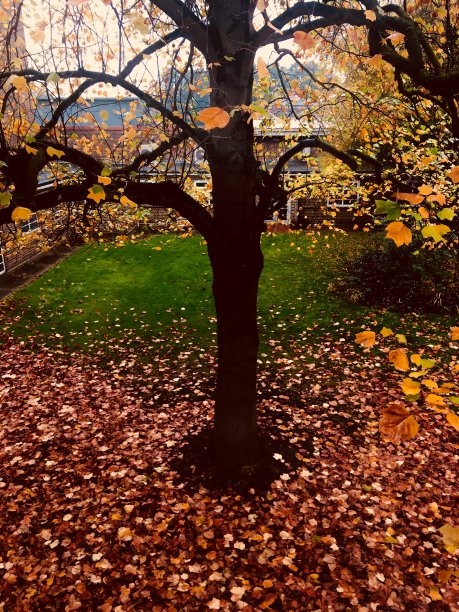 秋天的树图片下载