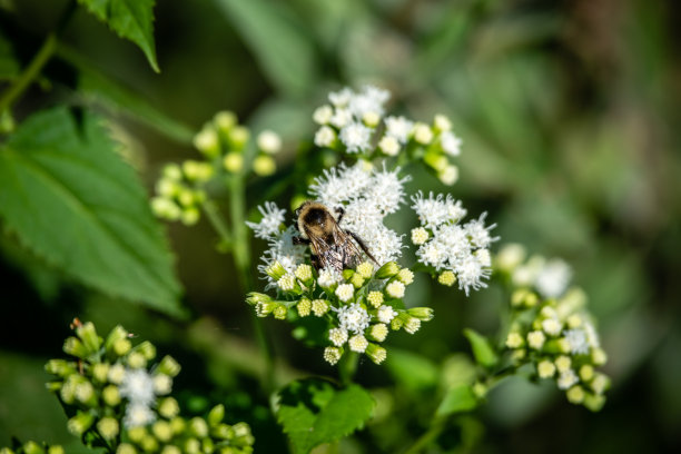 蜜蜂在花园里的花上图片下载