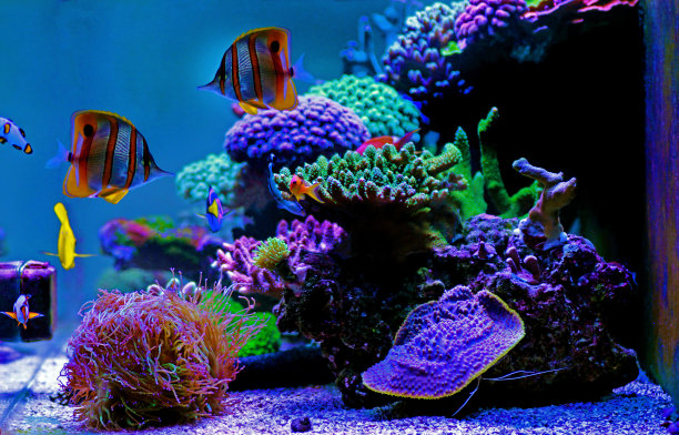 美丽的海水珊瑚礁水族箱图片下载