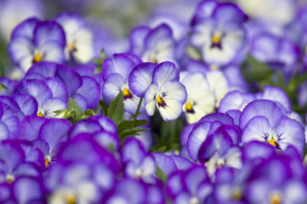 紫色和白色的三色堇在盛开图片下载