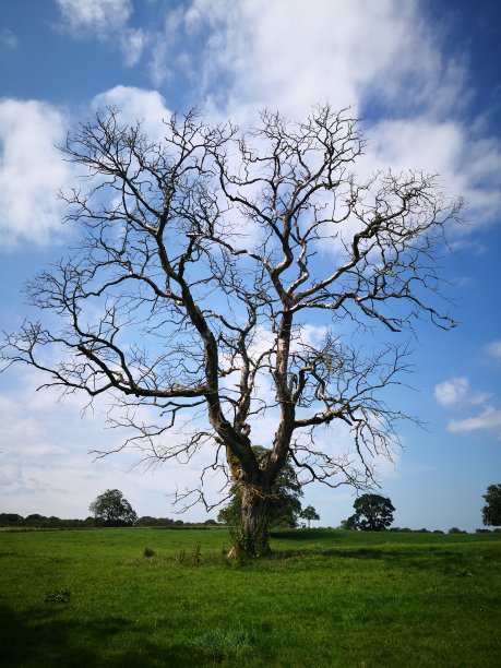 孤独的树图片下载