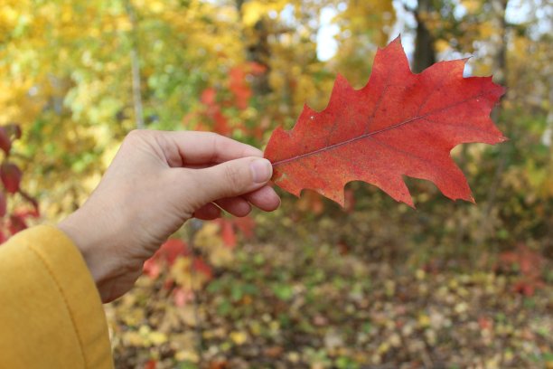 秋叶在手图片下载