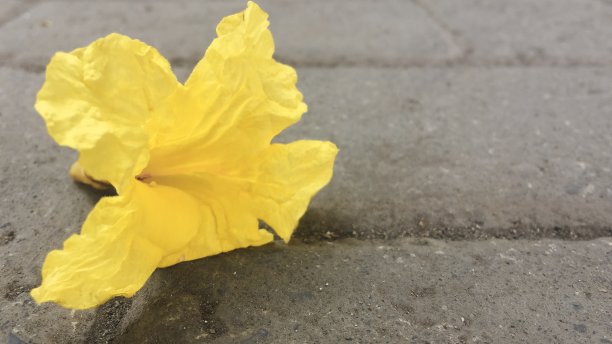 黄色Tabebuya花图片下载