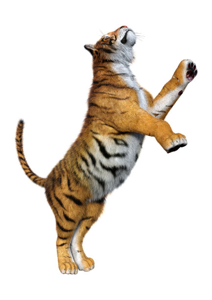 3D插图大猫老虎在白色图片下载