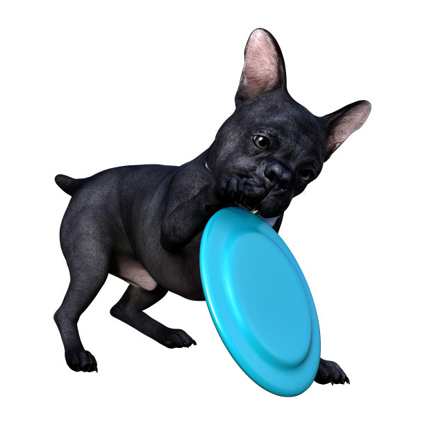 3D插图黑色法国斗牛犬在白色图片下载