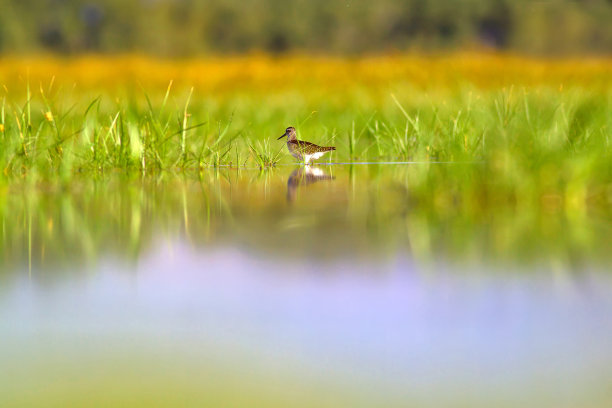 水和鸟。鹬。色彩斑斓的自然背景。鹬鸟:木头。Tringa glareola。图片下载