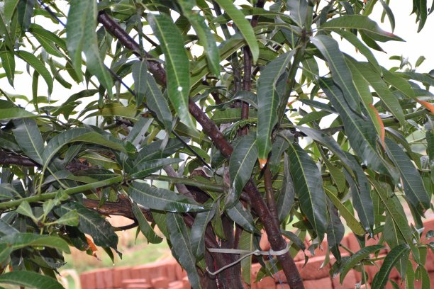 芒果树图片下载