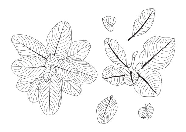 叶线单叶和叶图案黑色带彩色装饰在白色背景上的插图矢量图片下载