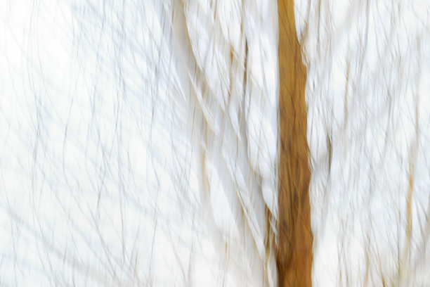 树抽象-图像蒙太奇图片下载