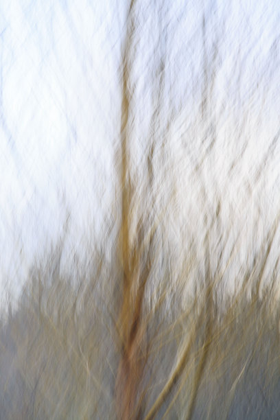 树抽象-图像蒙太奇图片下载