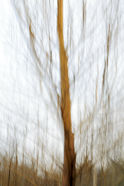 树抽象-图像蒙太奇图片下载