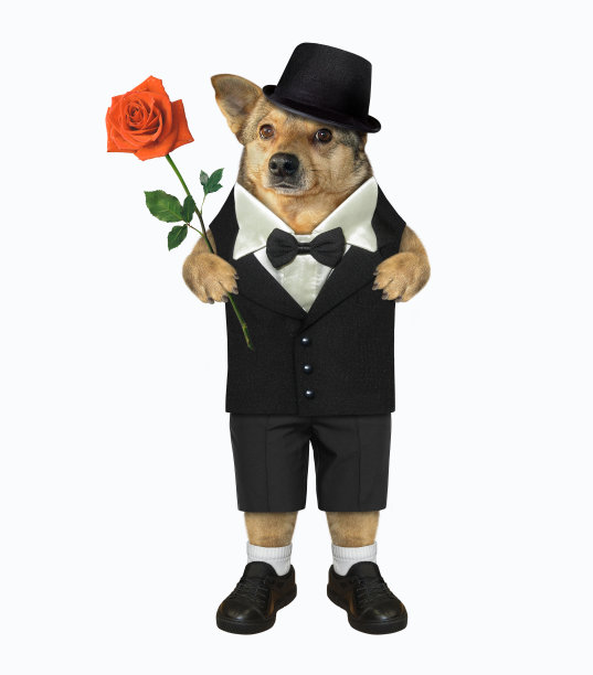 狗先生与红玫瑰图片下载