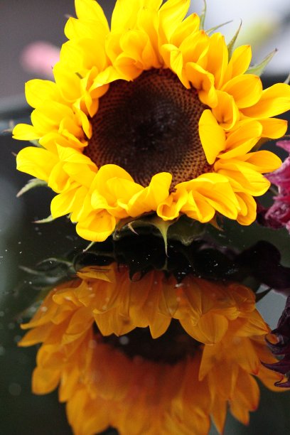 秋天的向日葵图片下载