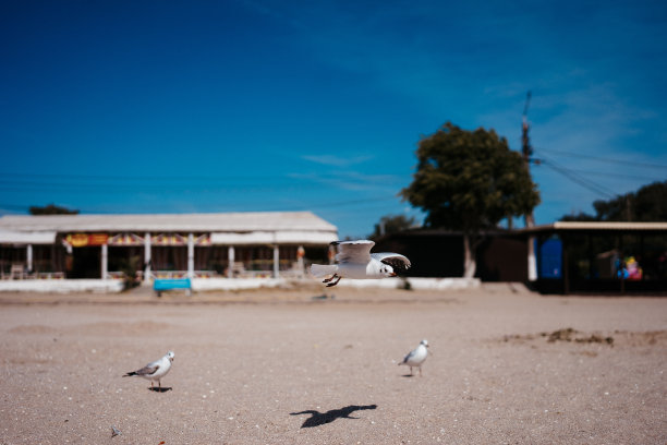海鸥在海边行走和飞翔图片下载