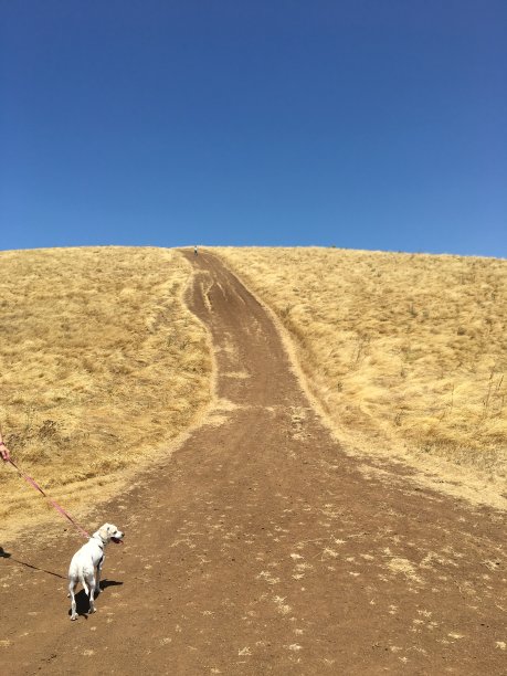 艰难的爬图片下载