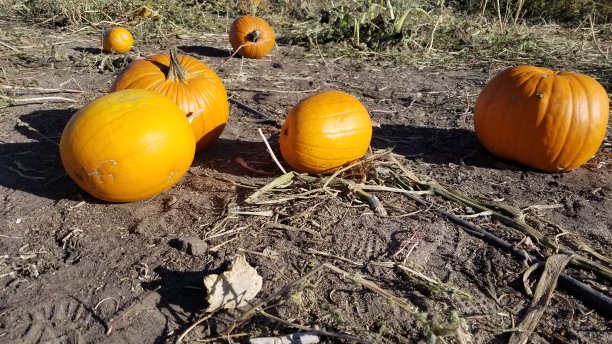 万圣节的时间图片下载
