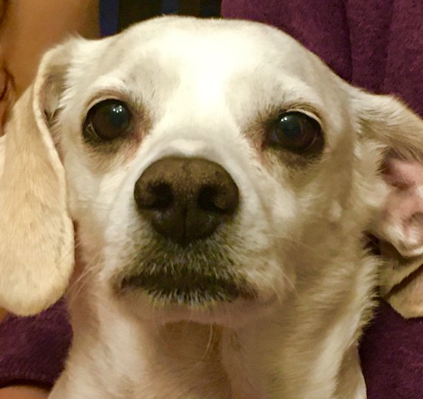 聪明的狗脸图片下载