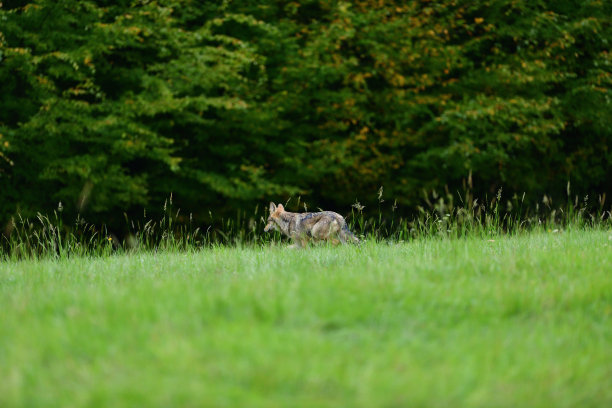 一只狼穿过森林边缘的草地图片下载