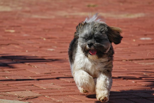 狗在公园图片下载