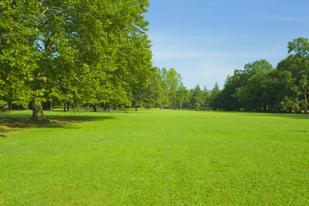 花园的草坪上图片下载