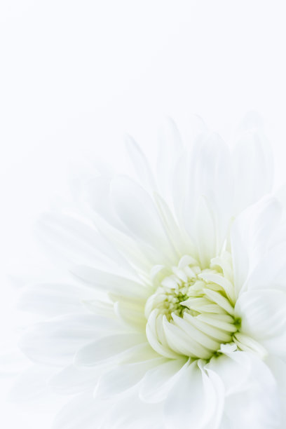 白色的菊花图片下载