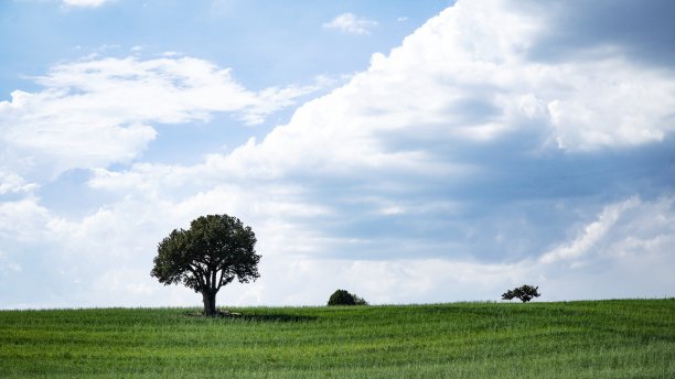 绿草地上的一棵树图片下载