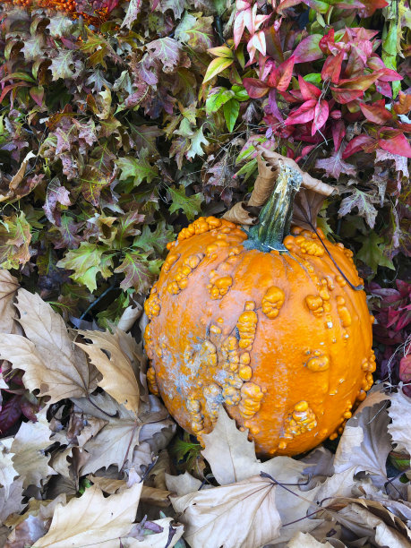 Pumkin叶子上图片下载