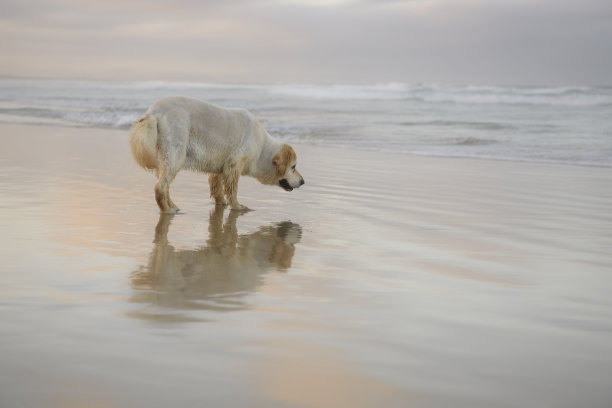 海边的狗图片下载