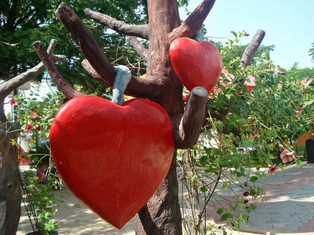 红心挂在树上。情人节作文。图片下载