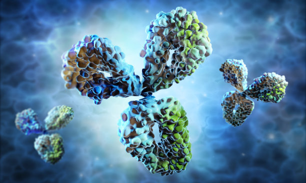 抗体-人细胞图片下载