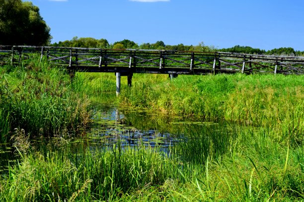 溪边一条被芦苇覆盖的小河或小溪的河岸或海岸，在晴朗的夏日在波兰乡间看到的一座废弃的破旧的桥或通道图片下载