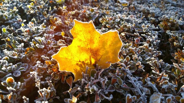 一片橙黄色的落叶，在阳光的照射下，带着白霜的镶边。冰冻的灌木叶子。公园里的初秋清晨，有霜冻。自然背景。生动的颜色。图片下载
