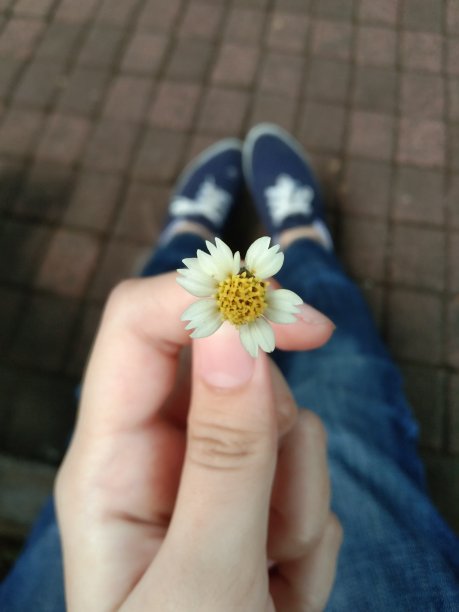 可爱的花图片下载