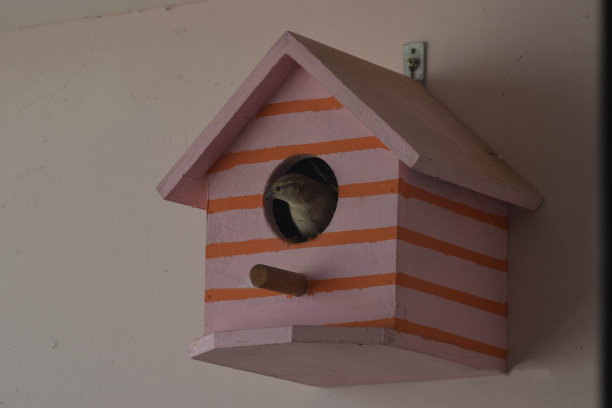 巢中的印度麻雀图片下载