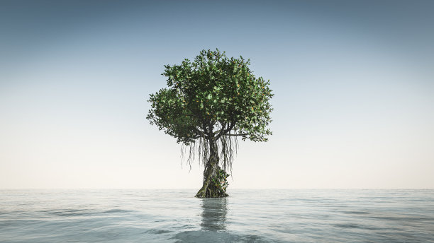 树孤立白色背景图片下载