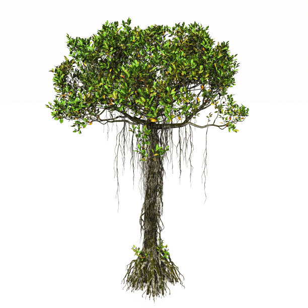 树孤立白色背景图片下载