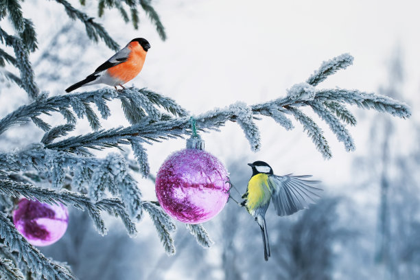 在冬季圣诞公园，红色红腹灰雀和黄色山雀坐在霜冻覆盖的云杉树枝上，上面装饰着玻璃节日气球图片下载