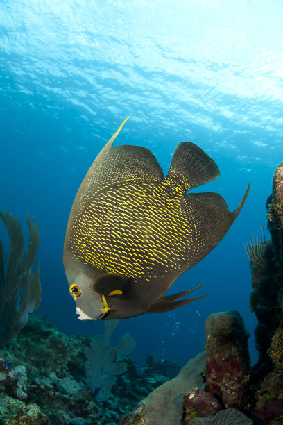 天使鱼在蓝色的海洋里游泳图片下载