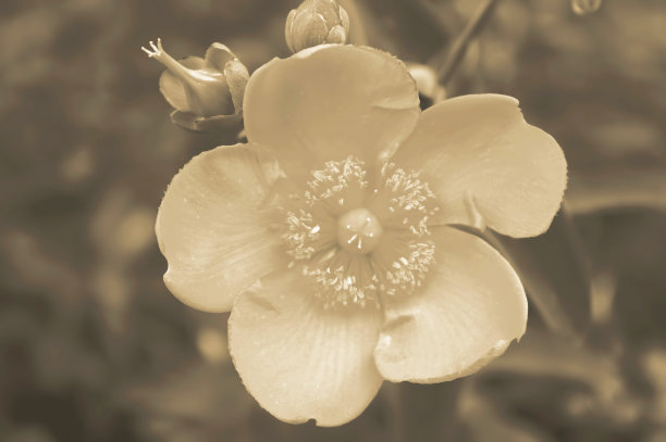 夏日花园里的五瓣花。单色图像图片下载