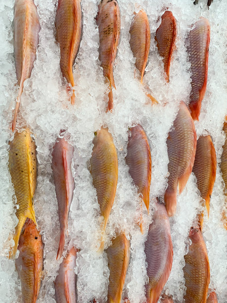 冰架上的新鲜鱼图片下载